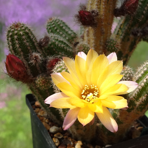 DSC01166Chamaecereus cv. Lincoln Brillance