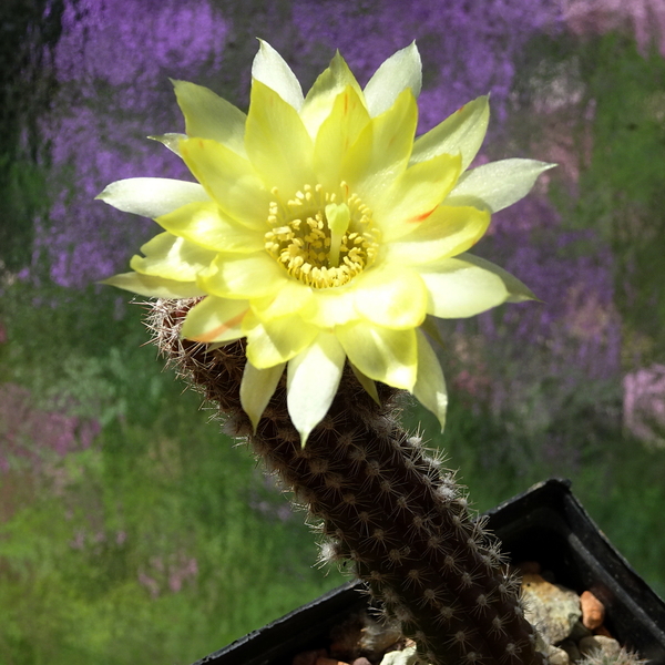 DSC01167Chamaecereus Unikum