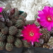 DSC01168Chamaecereus Lincoln Imp