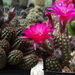 DSC01169Chamaecereus Lincoln Imp