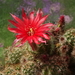 DSC01176Chamaecereus