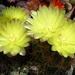 DSC01178Gymnocalycium andreae