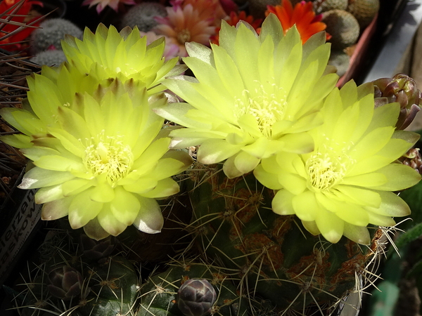 DSC01178Gymnocalycium andreae