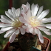 DSC01179Gymnocalycium carolinense LB 1399