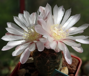 DSC01179Gymnocalycium carolinense LB 1399