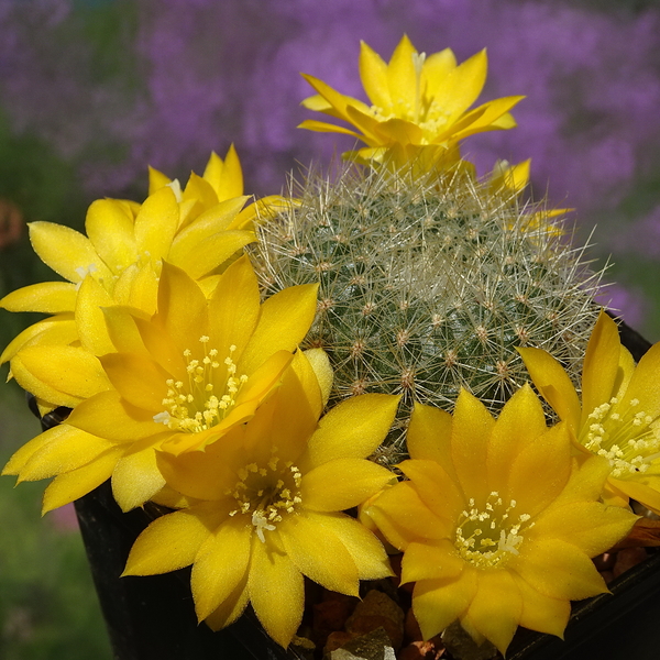 DSC01254Rebutia senilis v. kesselringiana