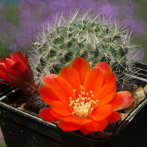 DSC01256Rebutia albiseta