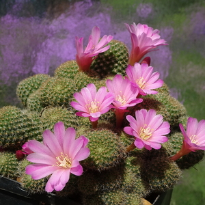 DSC01257Rebutia perplexa