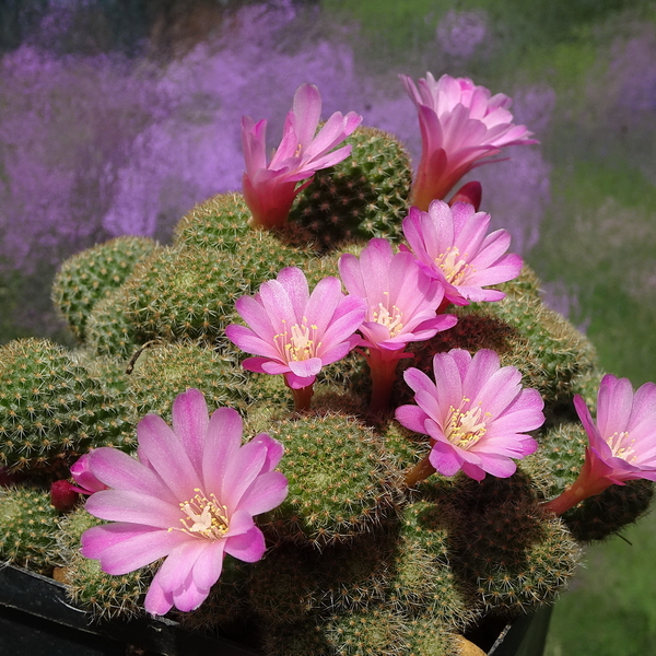 DSC01257Rebutia perplexa