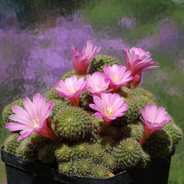 DSC01259Rebutia perplexa