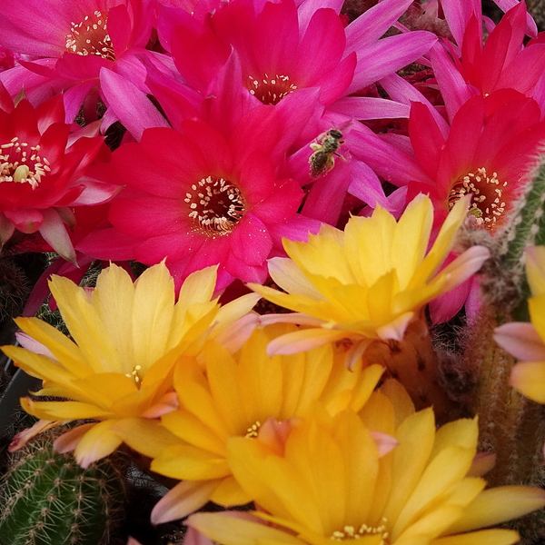 DSC01294Chamaecereus Reinbow i Lincoln Tinker