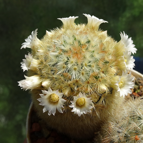 DSC01298Mammillaria carmenae