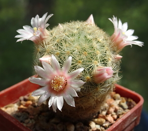 DSC01304Mammillaria giselae