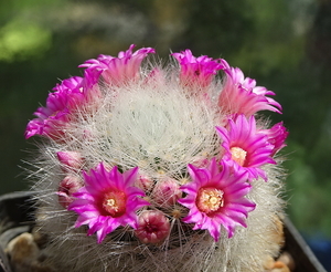 DSC01305Mammillaria laui Lau1171