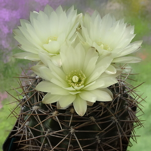 DSC01307Gymnocalycium schatzlianum