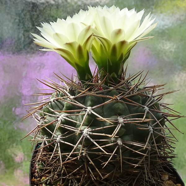 DSC01308Gymnocalycium schatzlianum