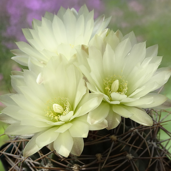 DSC01309Gymnocalycium schatzlianum