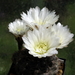 DSC01315Gymnocalycium taningaense P 212