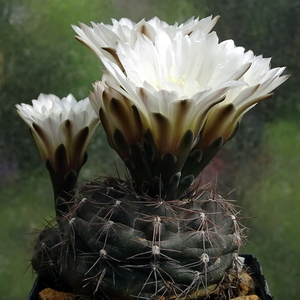 DSC01316Gymnocalycium taningaense P 212