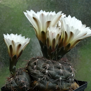 DSC01317Gymnocalycium taningaense P 212