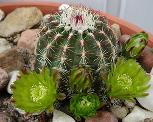 DSC01318Echinocereus chloranthus