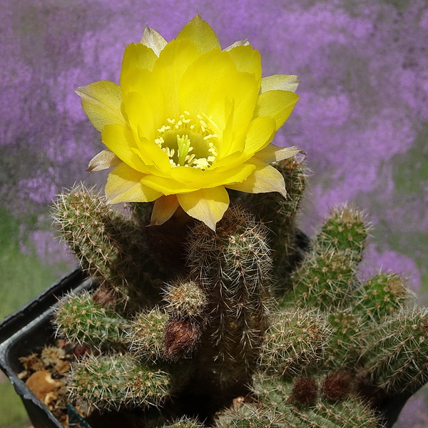 DSC01333Chamaecereus Lincoln Ace