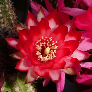 DSC01343Chamaecereus Lincoln Warpaint