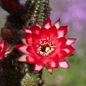 DSC01344Chamaecereus Lincoln Warpaint