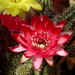 DSC01387Chamaecereus Lincoln Warpaint