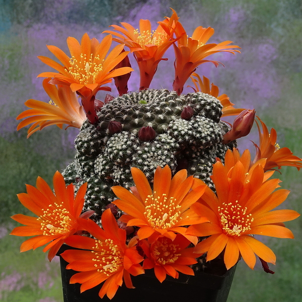 DSC01389Rebutia krainziana