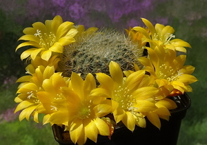 DSC01407Rebutia senilis v. kesselringiana