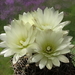 DSC01408Gymnocalycium schatzlianum