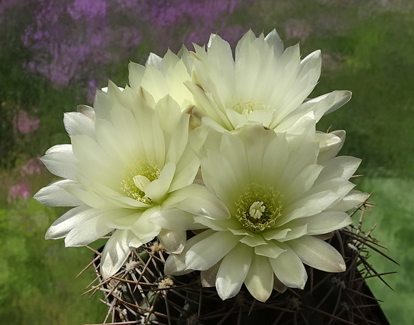 DSC01408Gymnocalycium schatzlianum