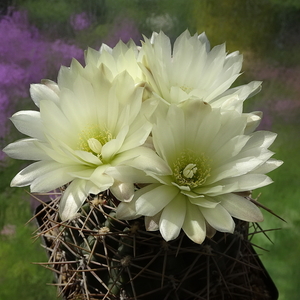 DSC01409Gymnocalycium schatzlianum