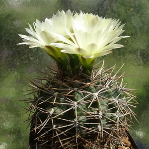 DSC01410Gymnocalycium schatzlianum