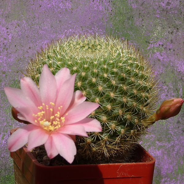 DSC01491Rebutia kariusiana