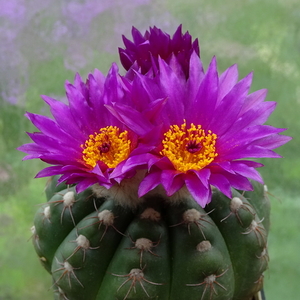 DSC01518Notocactus uebelmannianus