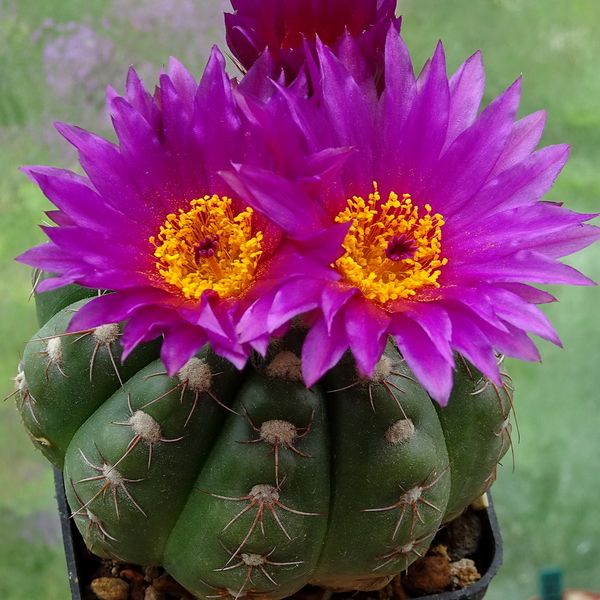 DSC01519Notocactus uebelmannianus