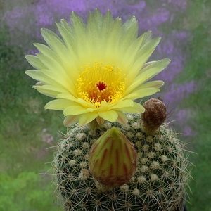 DSC01521Notocactus agnetae