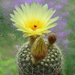 DSC01522Notocactus agnetae