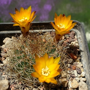 DSC01540Sulcorebutia candiae VS 628