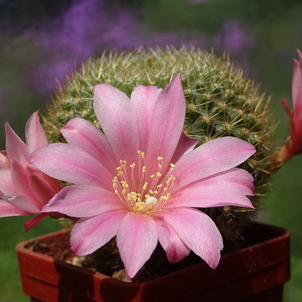 DSC01541Rebutia kariusiana