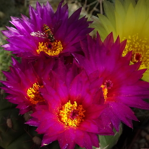 DSC01562Notocactus uebelmannianus