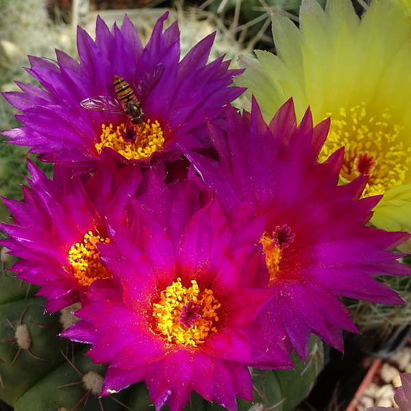 DSC01564Notocactus uebelmannianus