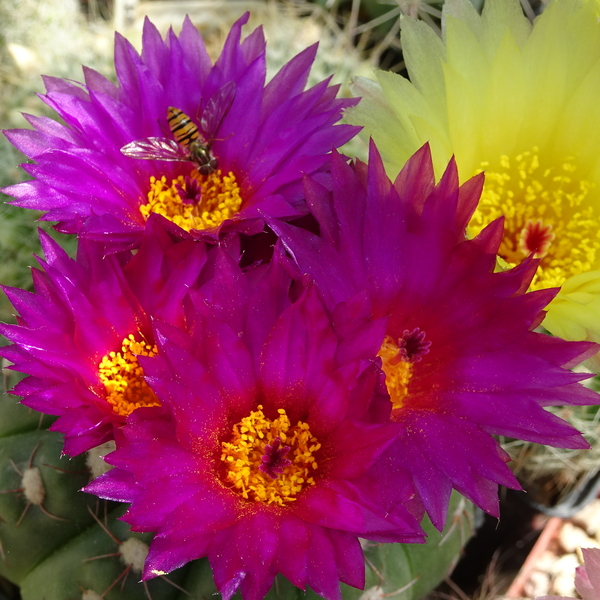 DSC01565Notocactus uebelmannianus