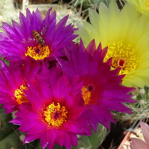 DSC01567Notocactus uebelmannianus