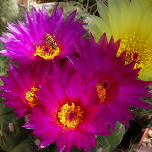 DSC01571Notocactus uebelmannianus