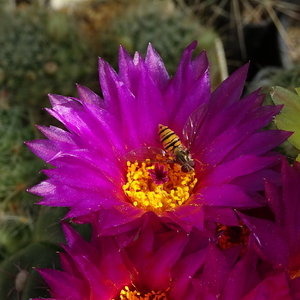 DSC01573Notocactus uebelmannianus