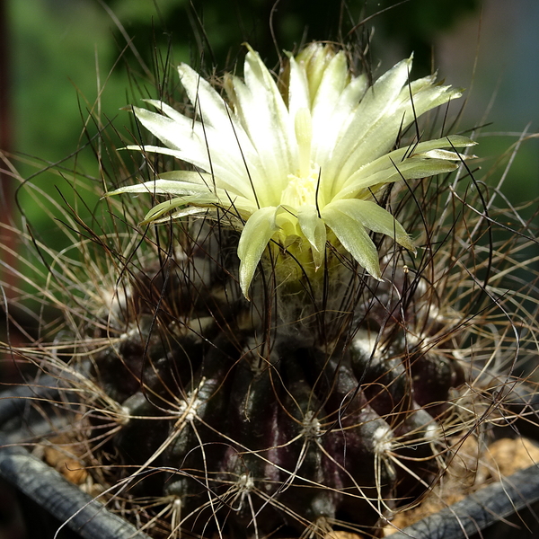 DSC01583Pyrrhocactus neohankeanus var. flaviflorus FR 212A