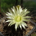 DSC01584Pyrrhocactus neohankeanus var. flaviflorus FR 212A